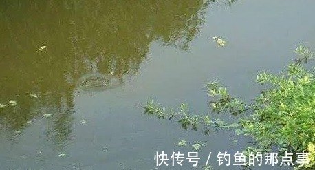 钓鱼看鱼星,帮你判断窝点来了什么鱼