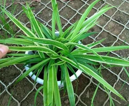 这2样植物就是“天生的水桶”,越浇水枝叶长得越旺盛!