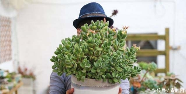 养花不要太勤快,这些花越懒的人养越爆盆!