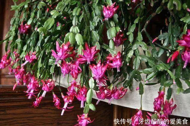 养花达人:38年前,掏家底儿买的2盆花,1盆被偷,1盆传给孙子