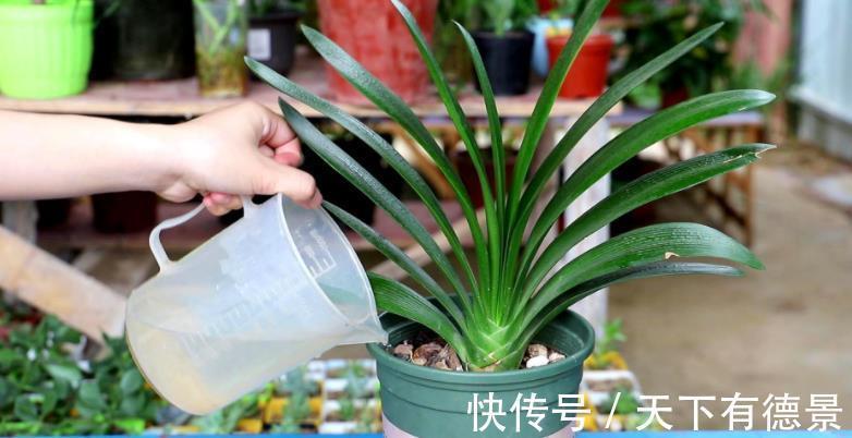 肉质根|8月该如何“唤醒”君子兰?照顾到这4点,盆栽9、10月开花早