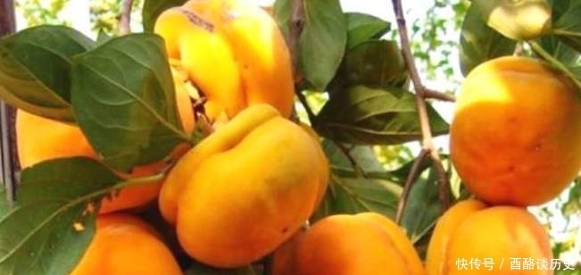 古人|俗语“男怕柿子女怕梨,母猪最怕西瓜皮”古人的智慧看完很受益!