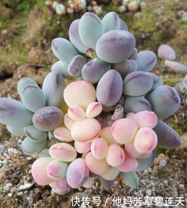 这个小盆栽居然卖600多万,快看看你家有没有!