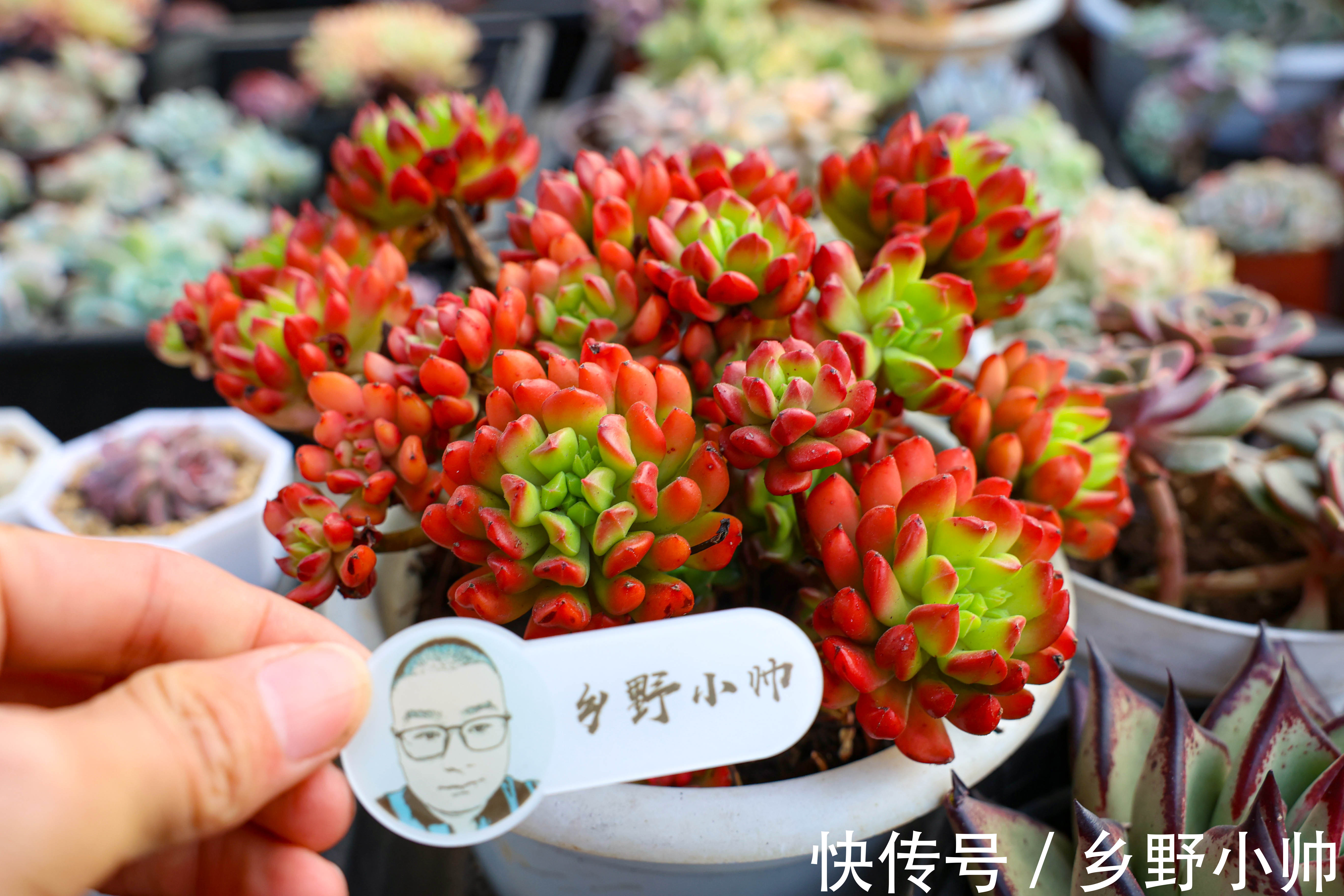 群生|多肉爆侧芽?砍头之后怎么处理?用对方法肉肉爆满盆