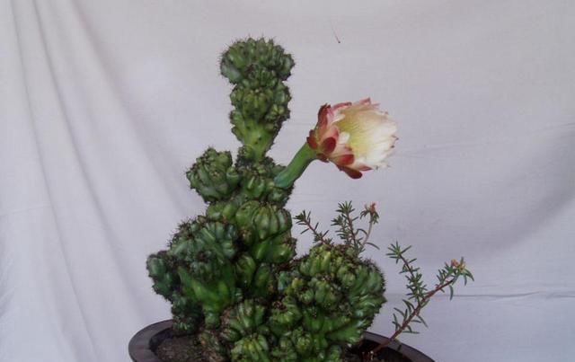 如何保存甜蜜的大气中的登山圈肉花盆这样的话,叶子就绿了