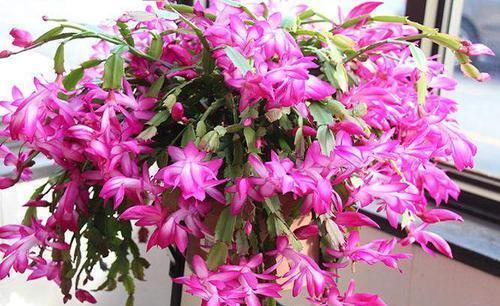 百合花|家里养这4种花,5月赶紧剪一剪,剪完了难度夏,来年没花赏