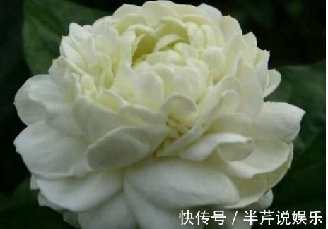 茉莉|邻居养了一株笔尖茉莉，香味蹿进了左邻右舍，太好闻了！