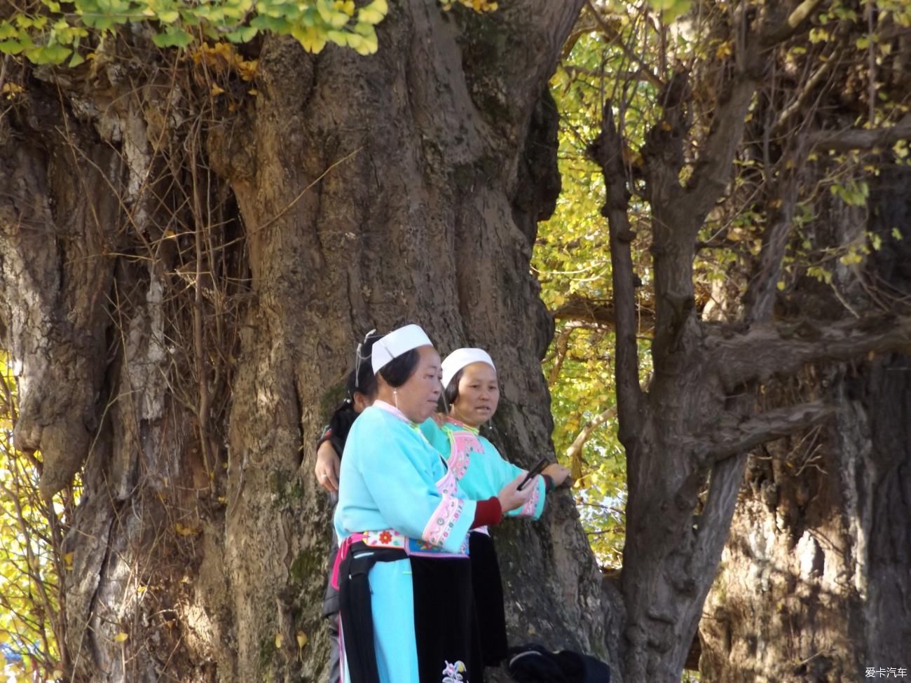 大寨村|罗大寨村百年银杏，秋日美得真真切切！