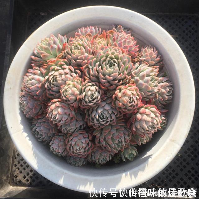 个个都是最美女王，多肉植物当中的“四大女王”，颜值爆表美翻天