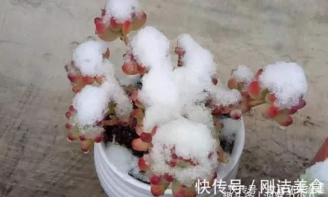 多肉冻成冰糖葫芦，三动作“快速化冻”不黑腐，缀成群头小老桩