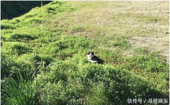 陪伴5年喵咪死去，不久后来猫咪的墓前，眼前的画面让她泪崩了- 快资讯