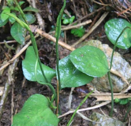 采摘|此物俗称“一支箭”,是极品中药,一斤能卖600元,可惜少有人懂