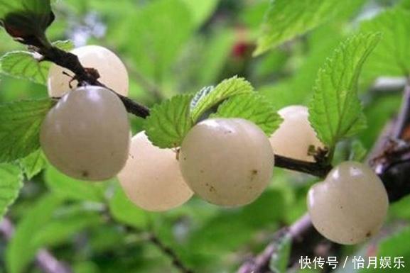 身体|这个水果价格虽贵,但孩子常吃不仅对视力好,还有利于身体的发育