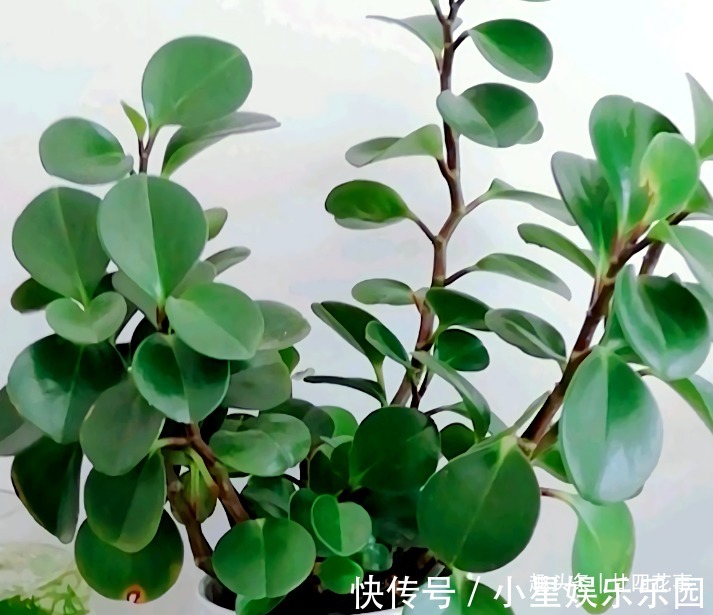 大花球|6种花，长高就“变丑”，株型低矮才“漂亮”，要舍得剪！