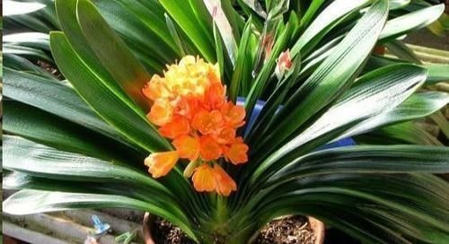 往君子兰花盆里丢一点这个,叶子又绿又亮,一年开花两次