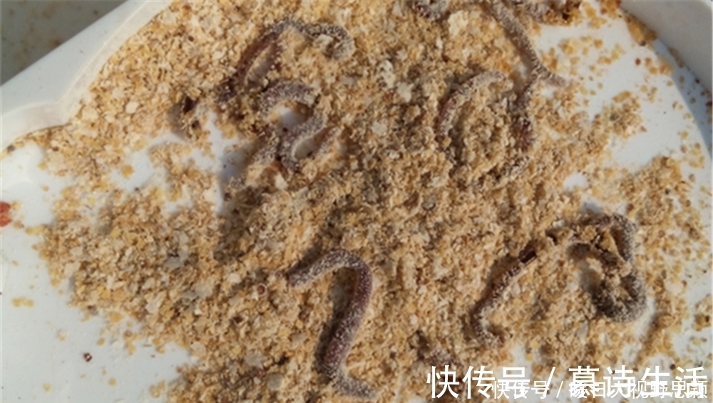 蚯蚓|钓鱼技巧：民间野钓打窝“土方法”，方法是真土，效果是真的好！