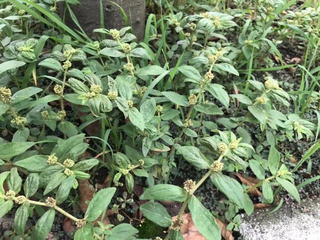 止痒|大飞扬草善于利湿止痒,还能通乳、解毒消肿,治疗多种炎症