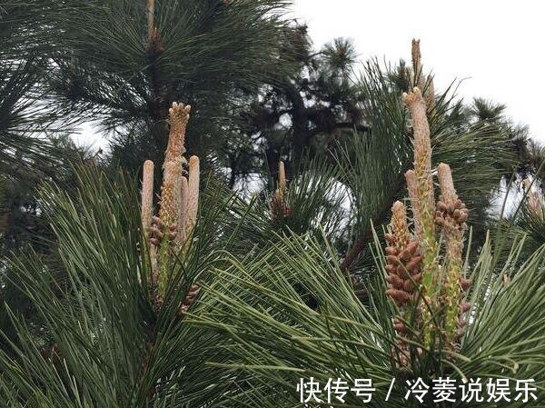 强身健体|农村路边常见的“长寿树”,是糖尿病患者的天然“保健品