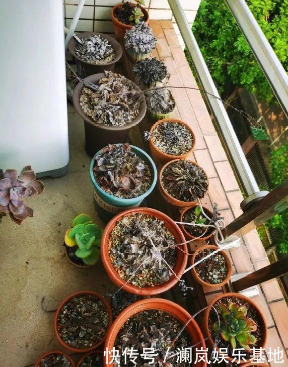 3个月后才回家,家里的花疯了,墙缝、房顶都爬满!