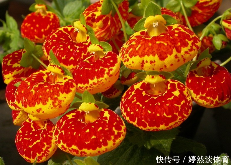 此花花形独特,一眼望去犹如一个个鼓鼓的钱包,寓意着富贵与富有