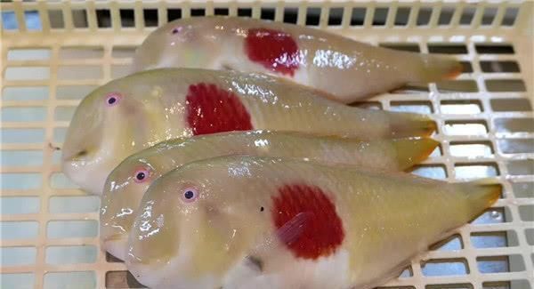 日本人捞上来的鱼,鱼身上印着日本国旗原来是不常见的高级食材