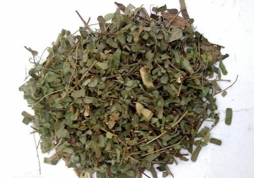 鸡骨草|每日一中药——鸡骨草