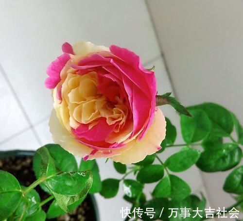 牡丹|月季是“药罐子”？养这款月季，抗病性5颗星，开花比牡丹还美艳