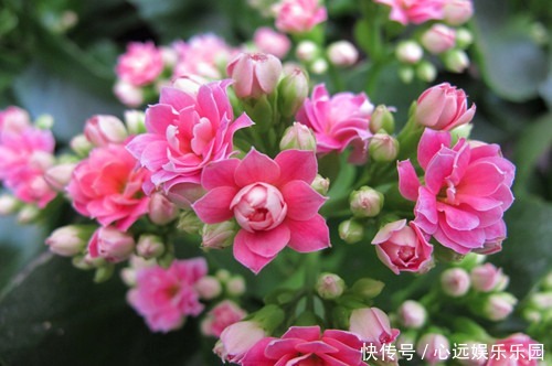 黄豆|什么废油、黄豆水都不如这种水,浇啥旺啥,是真正的“万能水”!