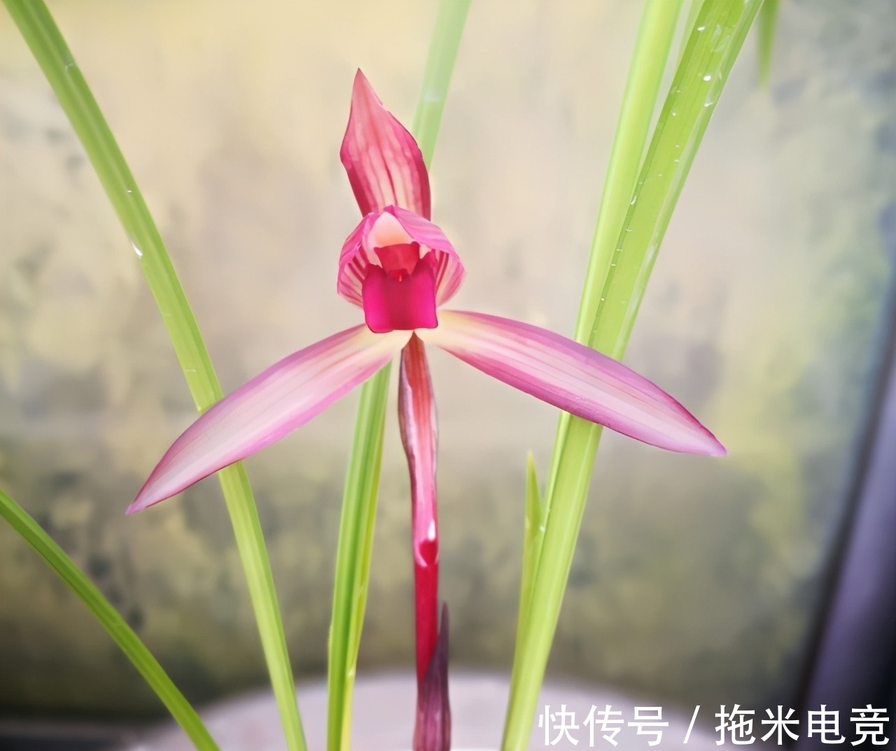 花迷|多年前,出价20万都不卖的兰花,横扫各大兰展,家里有的都不一般