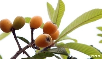 枇杷叶|农村这样一种宝贝树,全身上下都是宝,连中医都对它爱不释手