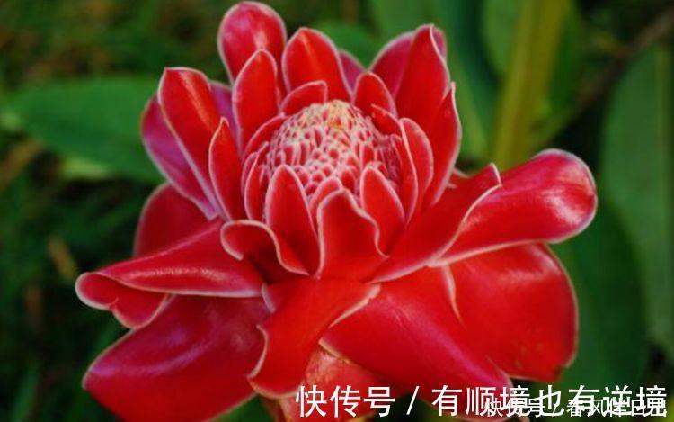 迷人|阳台再小也必须养的4种花，一年开花300天，层层交叠，烂漫迷人眼
