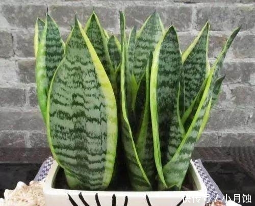 虎皮兰|记住这些虎皮兰养殖技巧,让你养的虎皮兰更加有型