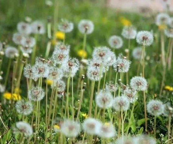 蒲公英水|农村大姐，因一壶蒲公英水，被送进医院，她犯的错你可能也在犯！