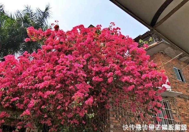 花卉|茉莉、三角梅开得旺,土里两种花肥很重要,添一点就有明显效果