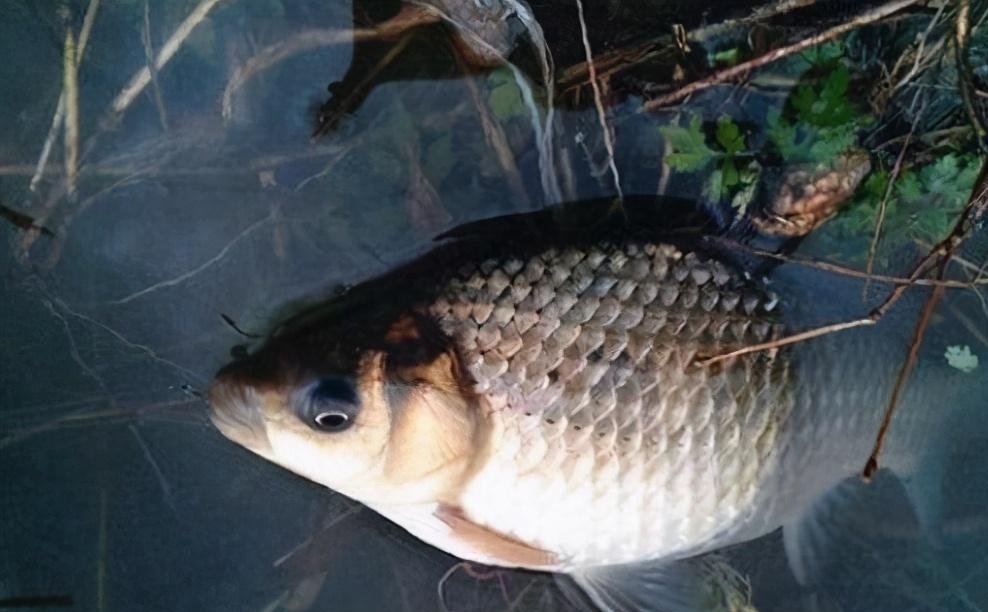 野钓都是人找鱼，应找好鱼窝再开钓