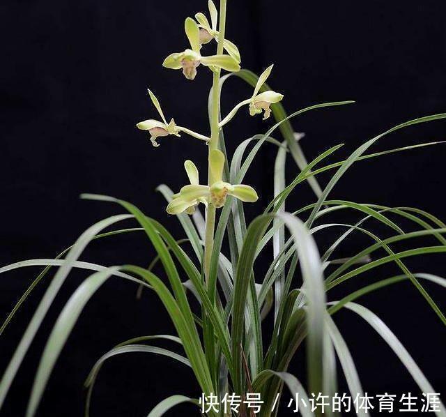 养护春蕙兰，此几点做不到，小心消苞千万注意