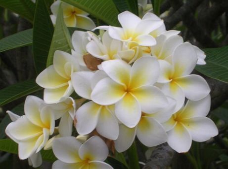 养花总养不活，不妨看看这些花朵，超级好养，耐热耐寒易爆盆