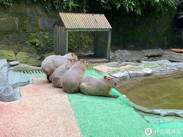 动物园|雅安碧峰峡野生动物园+ 上里古镇