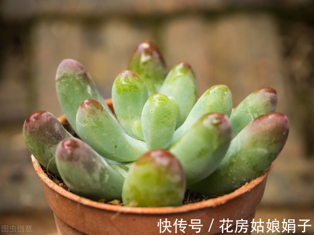 名字|没有很丑只有更丑的多肉,8种丑多肉,看完你还能保持淡定吗?