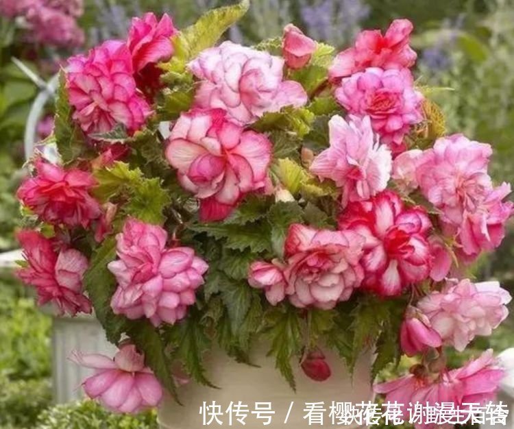 此款花卉，花艳易爆盆，花朵仙又美，全年开花不断
