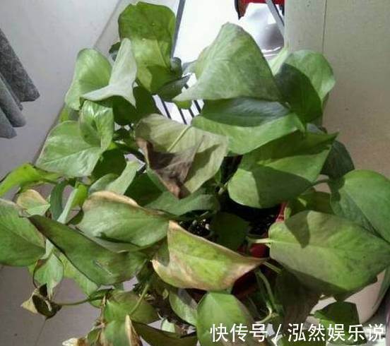 爆盆|绿萝文竹吊兰栀子花发黄枯死，气的剪成光头，一个月后居然爆盆了