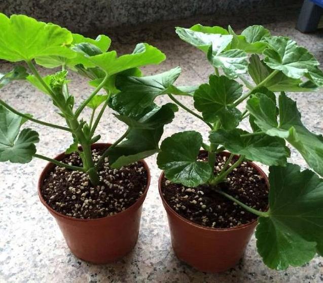 生根|此5种花,花期长又好养,扦插就生根,夏天也一个劲儿的开花