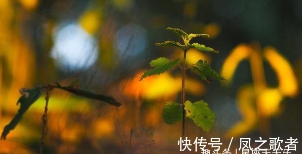 生肖狗|中旬之后，桃花盛开，情谊不改，力挽狂澜，财运大好，从此不再见