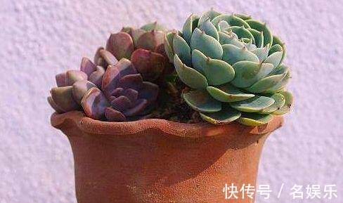 万能肥|没人要的“小东西”,却是养花的“万能肥”,营养还透气!