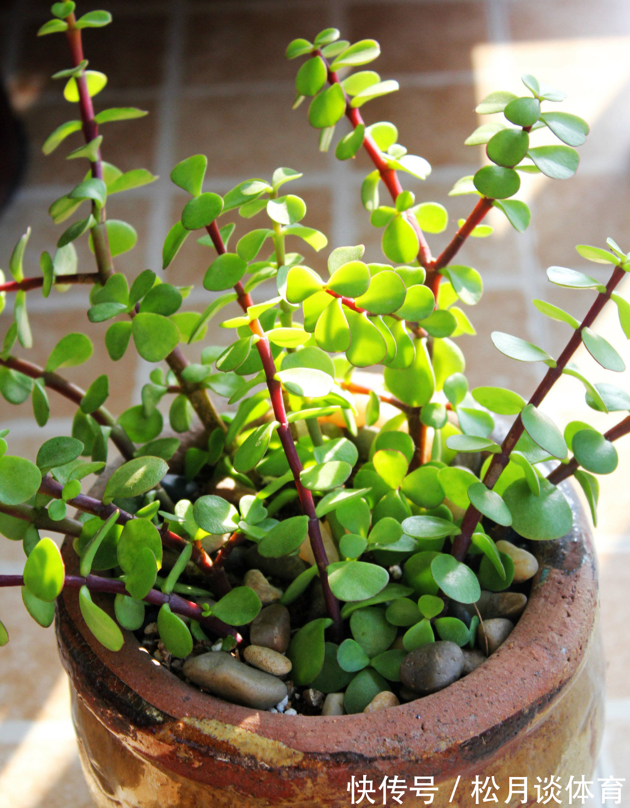 金枝玉叶|公认好养的5种花,能活一百年,开花吉利带仙气,越养越值钱