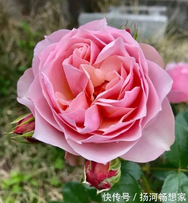 22种最漂亮的月季,一次能开300天,满屋飘香开花多