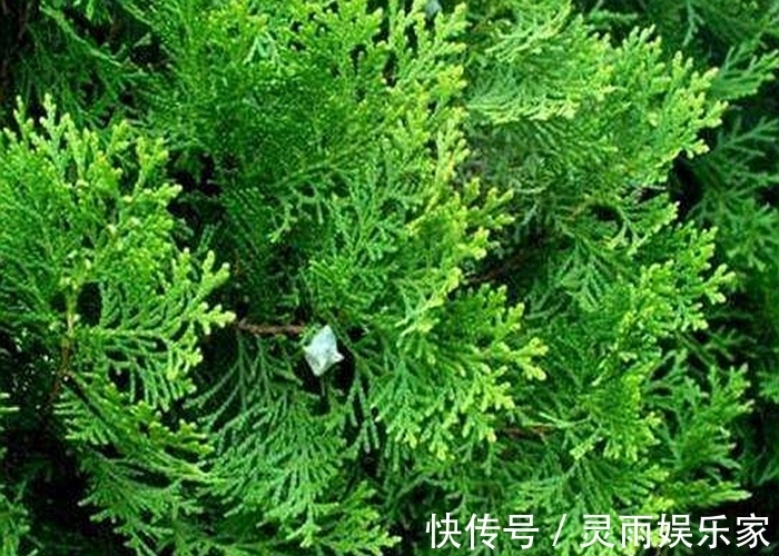 白酒|侧柏叶放在白酒泡一泡，不但白发变黑发，4件好事可能不请自来！