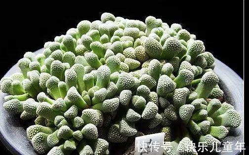 此多肉名字很仙,但实际却丑得有些雷人,据说很多人欣赏不来