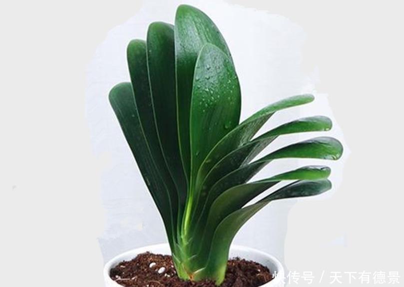 养君子兰和兰花三个错误不能犯,要了解清楚,不然长不好