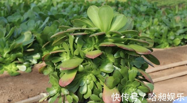多肉|想把“多肉”养爆盆，学会4个“小技巧”，养出状态，轻松变老桩